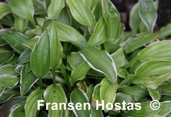 Hosta Kifukurin Ko Mame