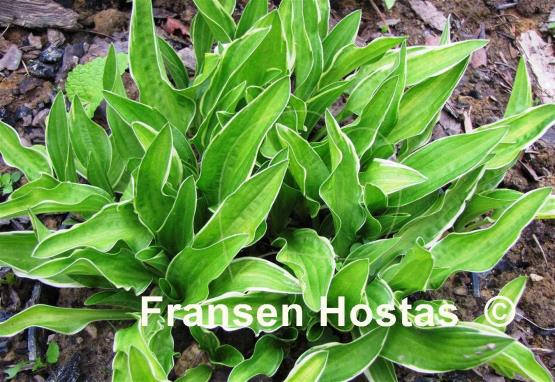 Hosta Kifukurin Ko Mame