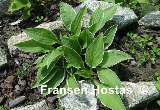 Hosta Kifukurin Koba