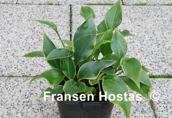 Hosta Kifukurin Ubatake
