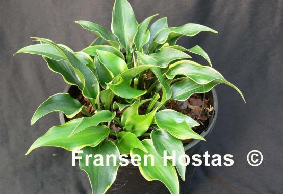 Hosta Kifukurin Ubatake