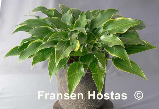Hosta Kifukurin Ubatake