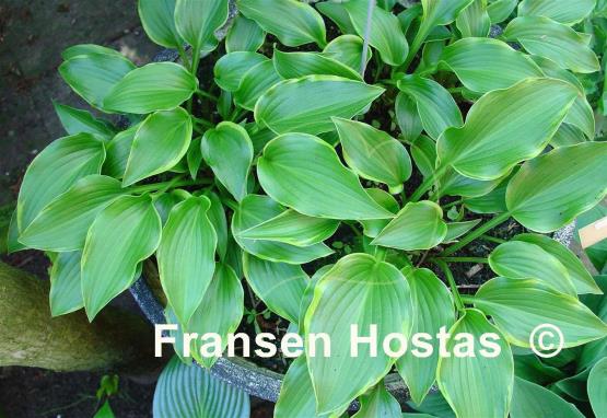 Hosta Kifukurin Ubatake
