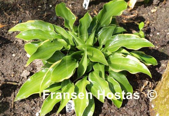 Hosta Kifukurin Ubatake