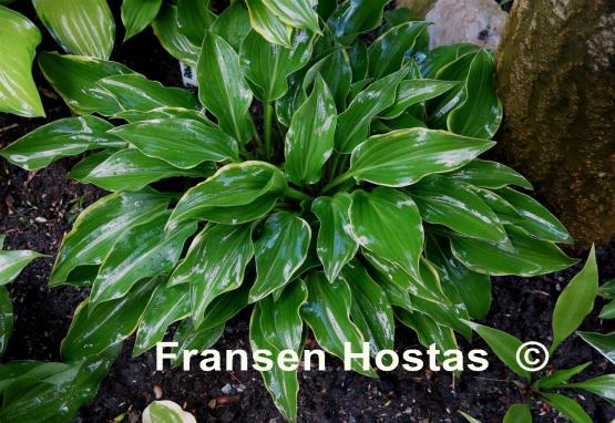 Hosta Kifukurin Ubatake