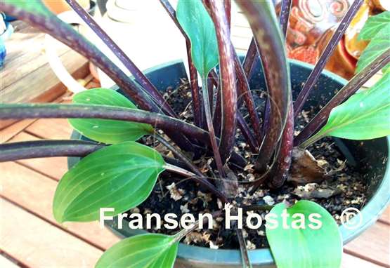 Hosta Kill Me Softly