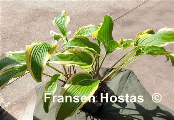Hosta Kim She