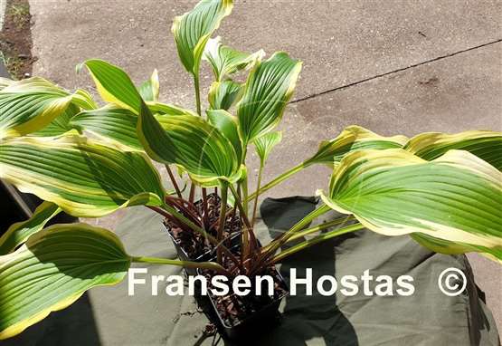 Hosta Kim She
