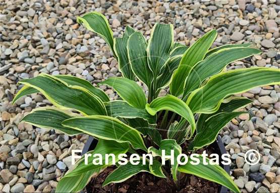 Hosta Kim She