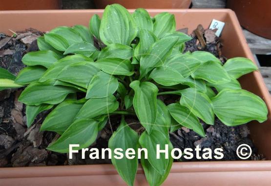 Hosta Kinbotan