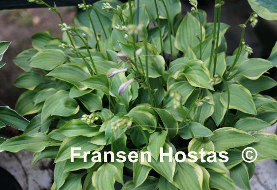 Hosta Kinbotan