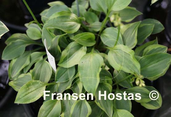 Hosta Kinbotan