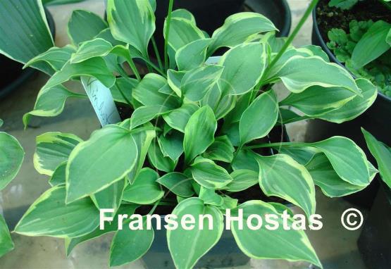 Hosta Kinbotan