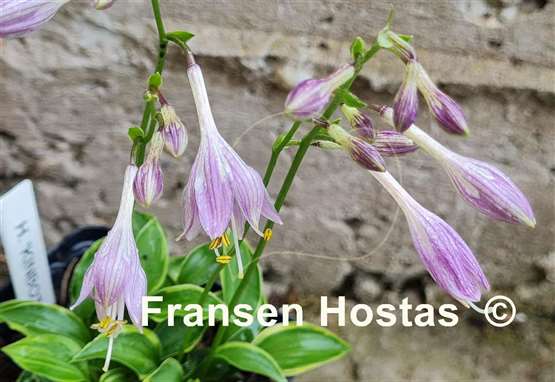 Hosta Kinbotan