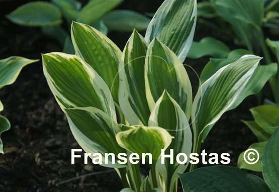 Hosta Kinbuchi Tachi