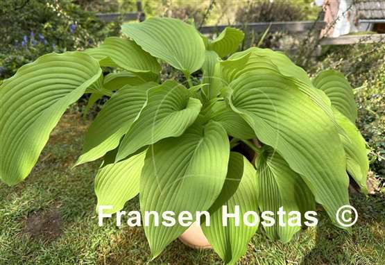 Hosta King Michael