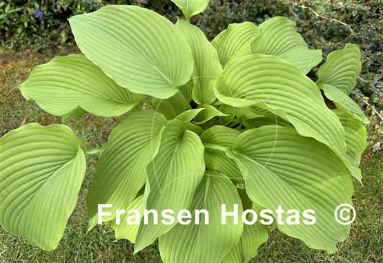Hosta King Michael