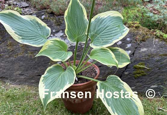 Hosta King of Buchanan