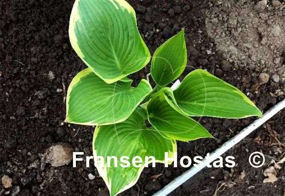 Hosta King of Buchanan