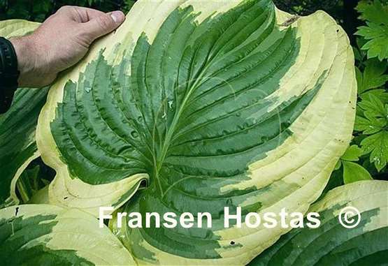 Hosta King of Buchanan