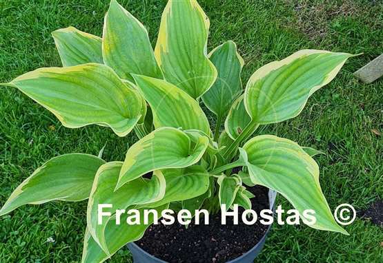 Hosta King of Buchanan
