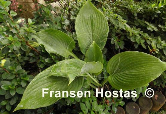 Hosta King James