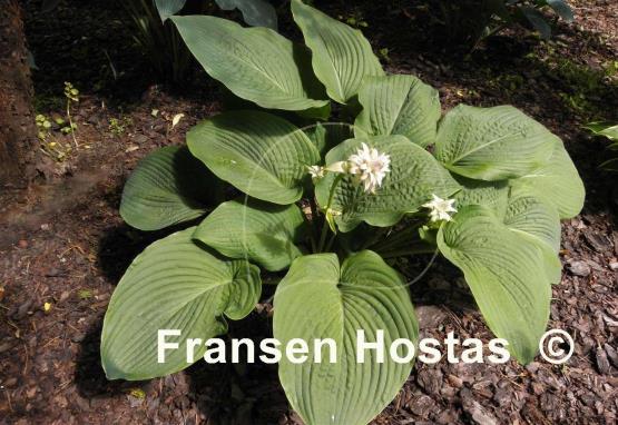 Hosta King James