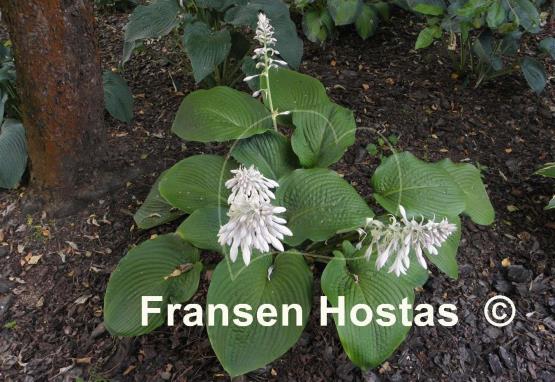 Hosta King James
