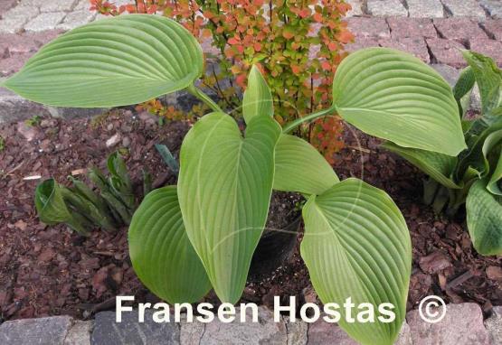 Hosta King Michael