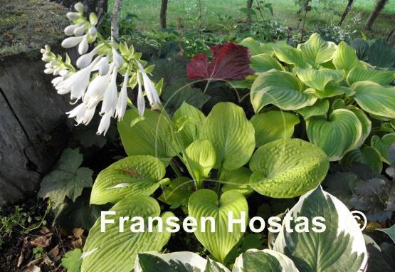 Hosta King Tut