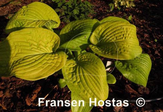 Hosta King Tut