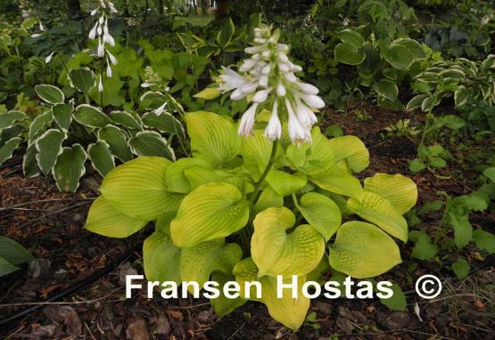 Hosta King Tut