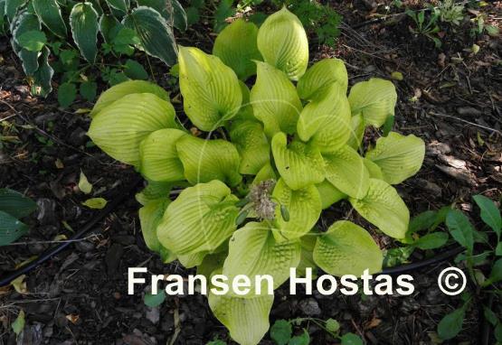 Hosta King Tut