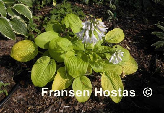 Hosta King Tut