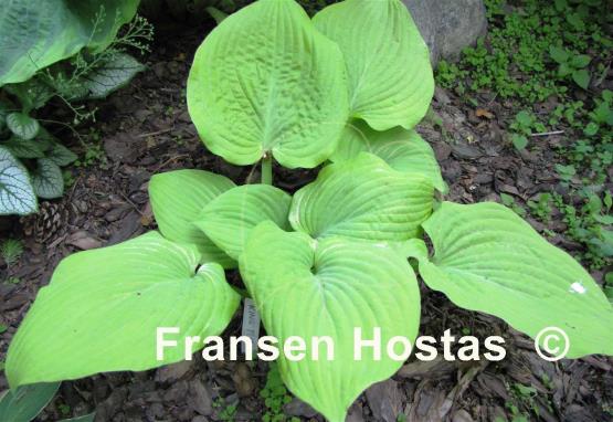 Hosta King Tut