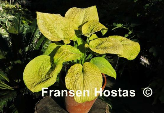 Hosta King Tut
