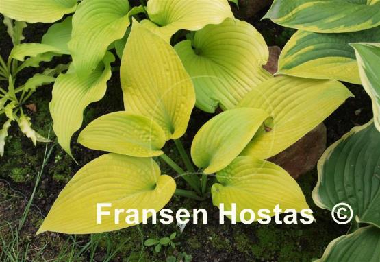 Hosta King Tut