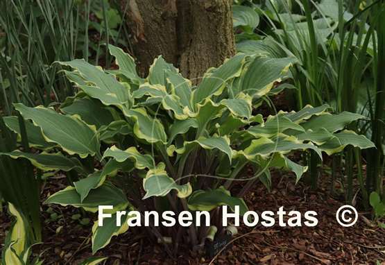 Hosta Kinky Boots