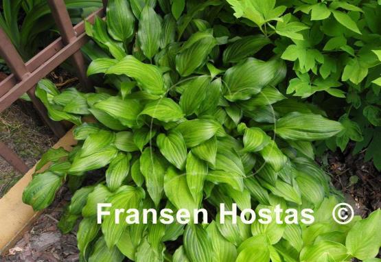 Hosta Kisuji