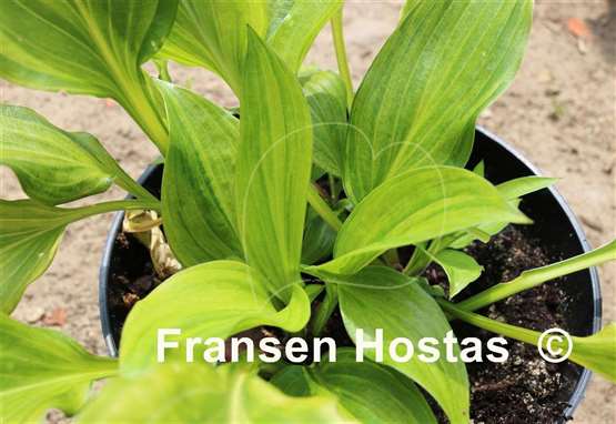 Hosta Kisuji