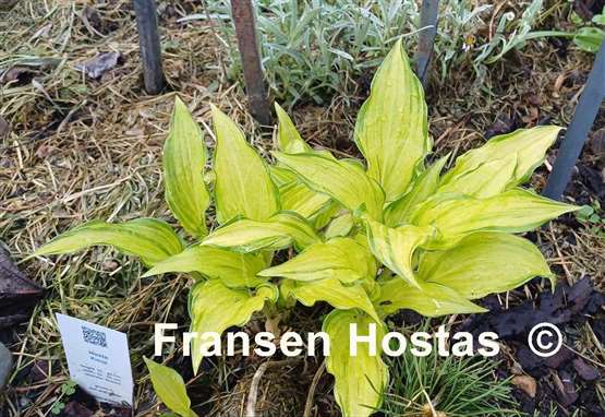 Hosta Kisuji