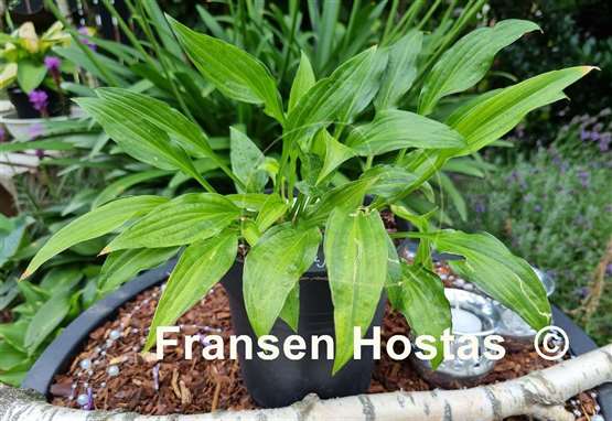 Hosta Kisuji