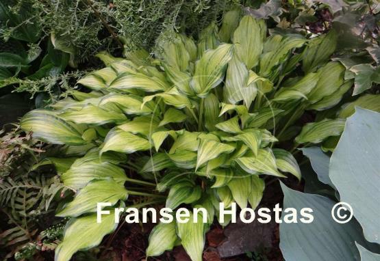 Hosta Kisuji