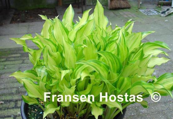 Hosta Kisuji