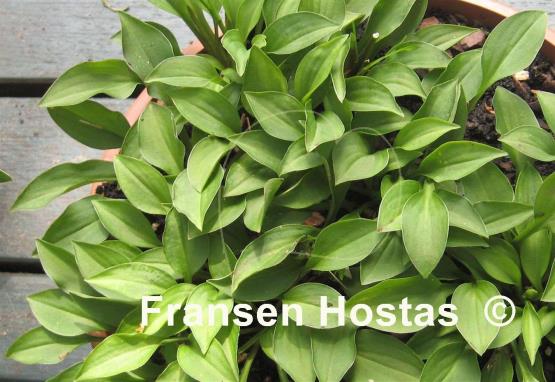 Hosta Kitty Cat