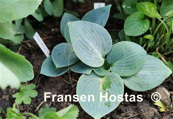Hosta Kiwi Blue Baby