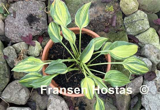 Hosta Kiwi Blue Flash