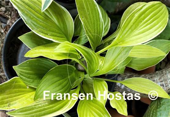 Hosta Kiwi Cream Edge