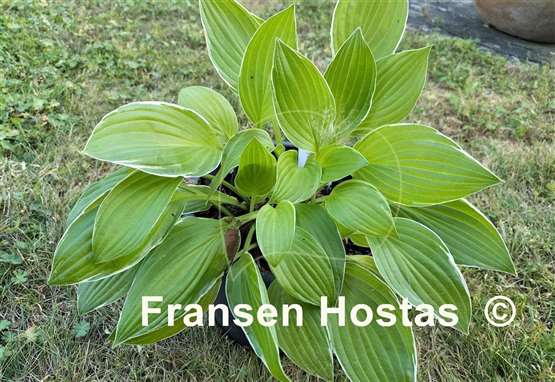 Hosta Kiwi Cream Edge