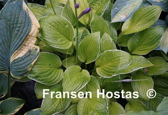 Hosta Kiwi Cream Edge